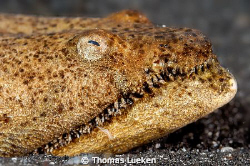 found in Lembeh; D200 by Thomas Lueken 